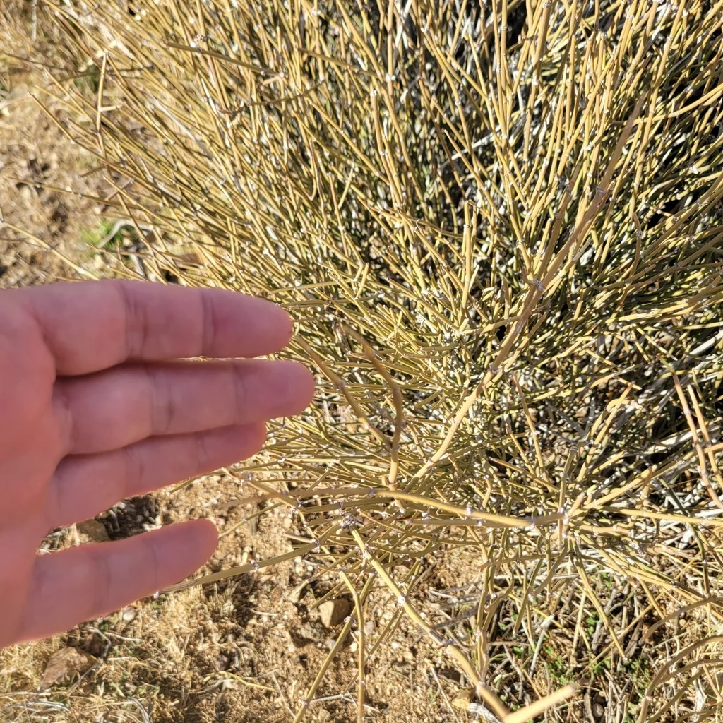 Ephedra Californica