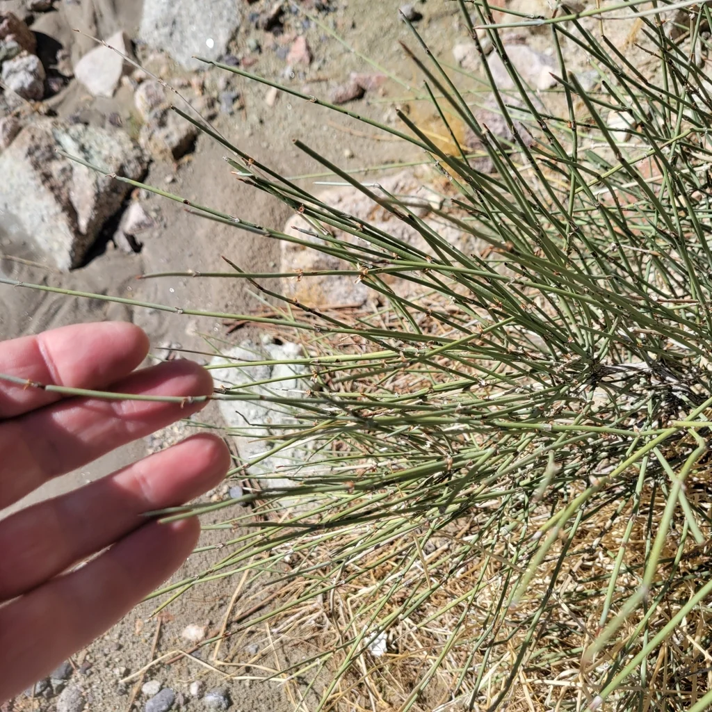 Ephedra Californica