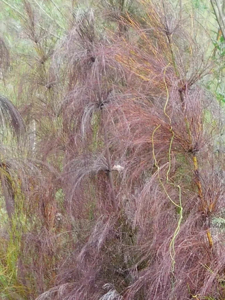 Elegia Capensis