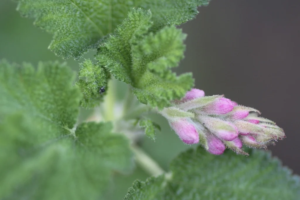 Ribes Malvaceum