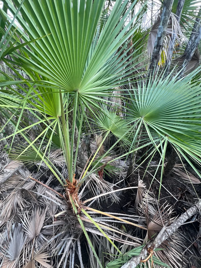 Acoelorrhaphe wrightii