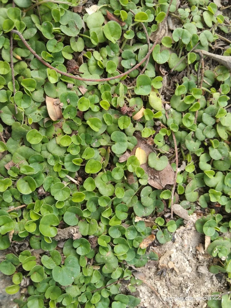 Dichondra Micrantha