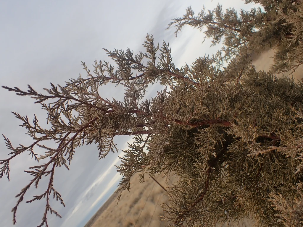Juniperus Occidentalis
