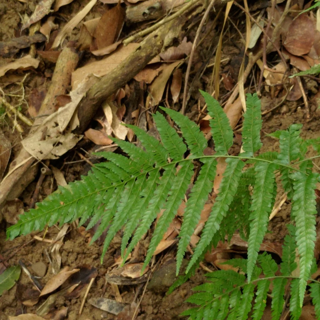 Microlepia Strigosa