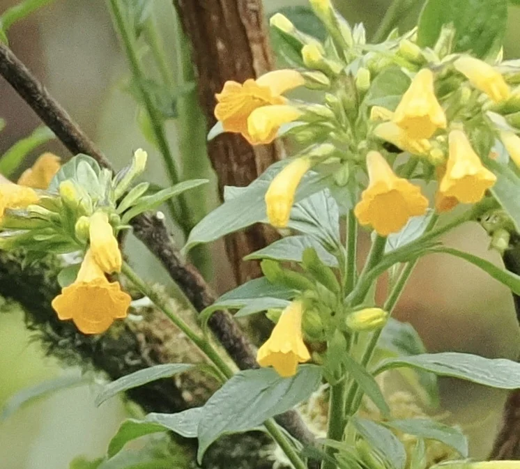 Streptosolen Jamesonii