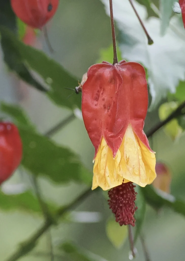 Abutilon Megapotamicum