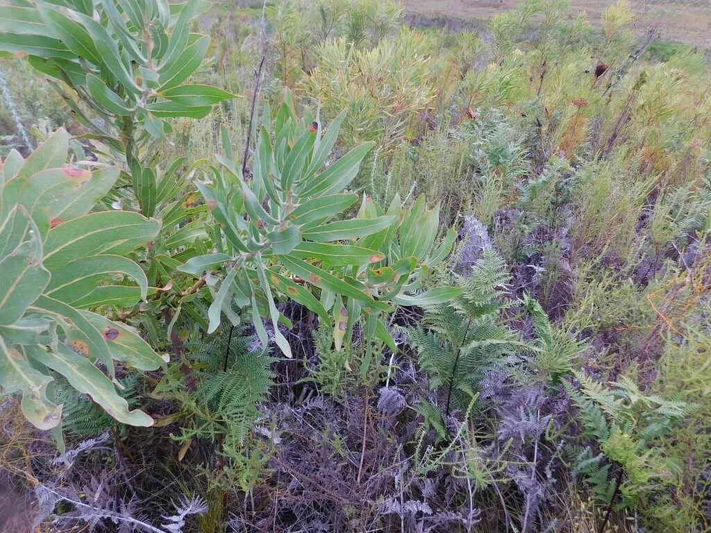 Protea Neriifolia