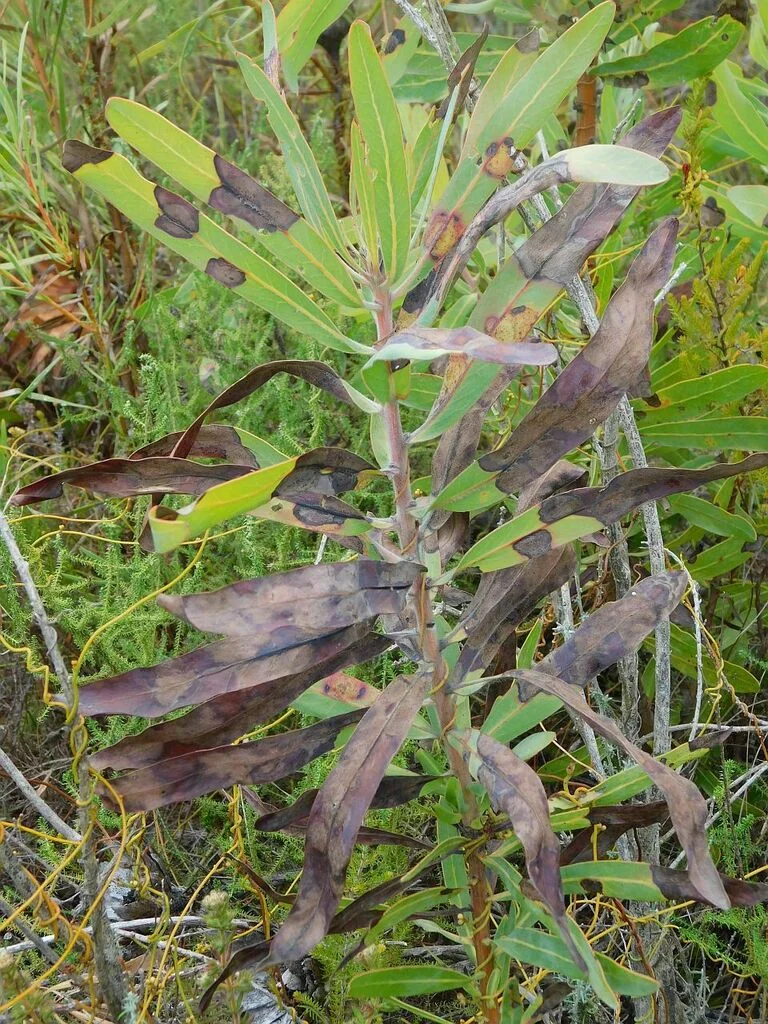 Protea Neriifolia