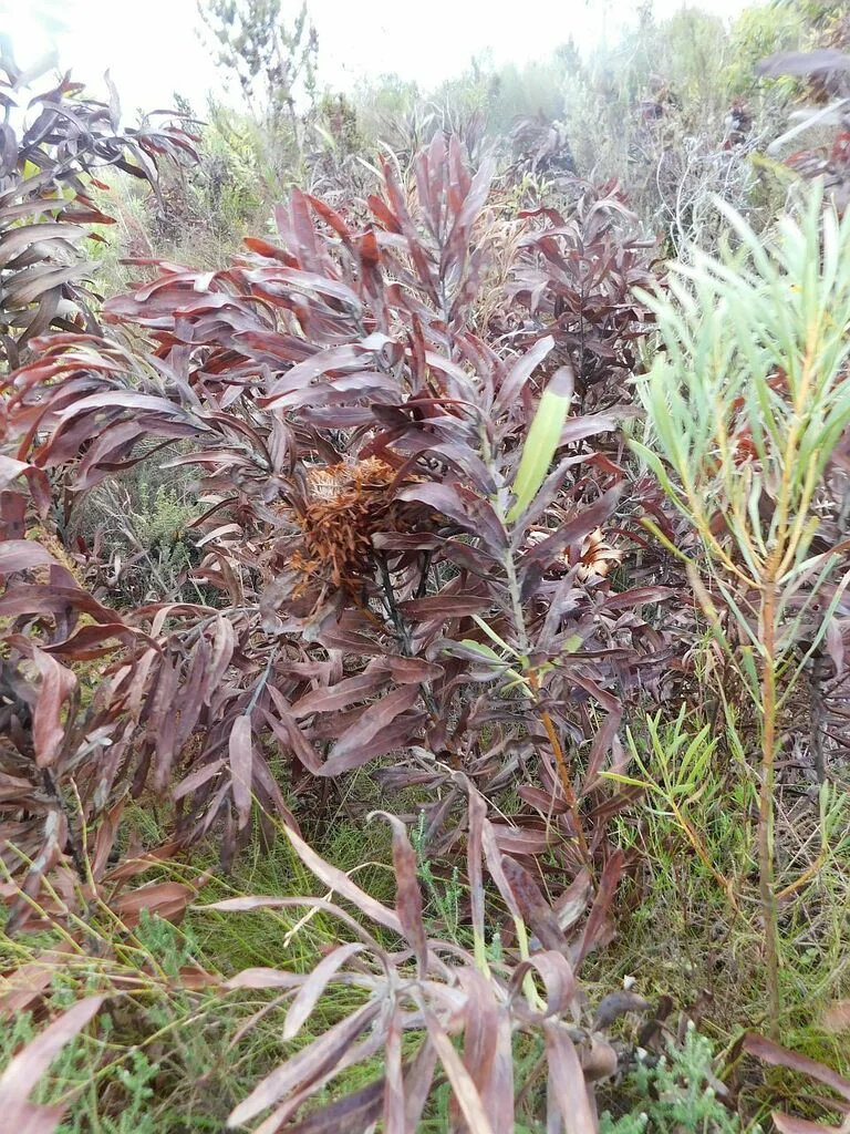Protea Neriifolia
