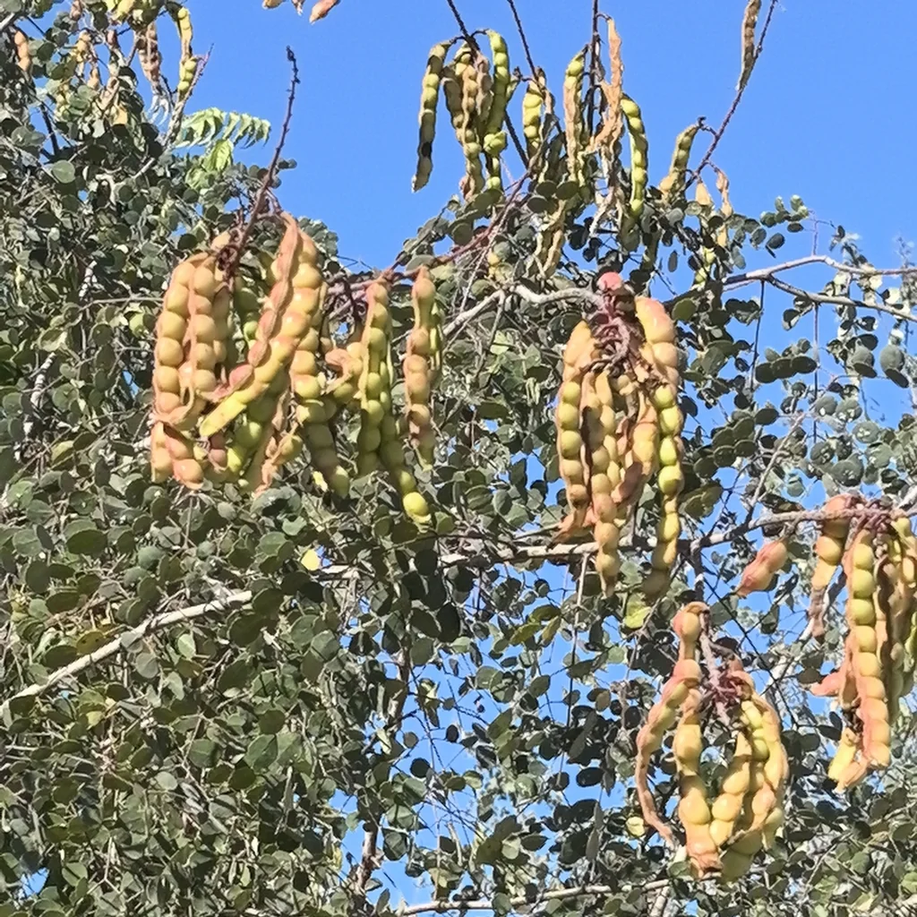 Caesalpinia Cacalaco