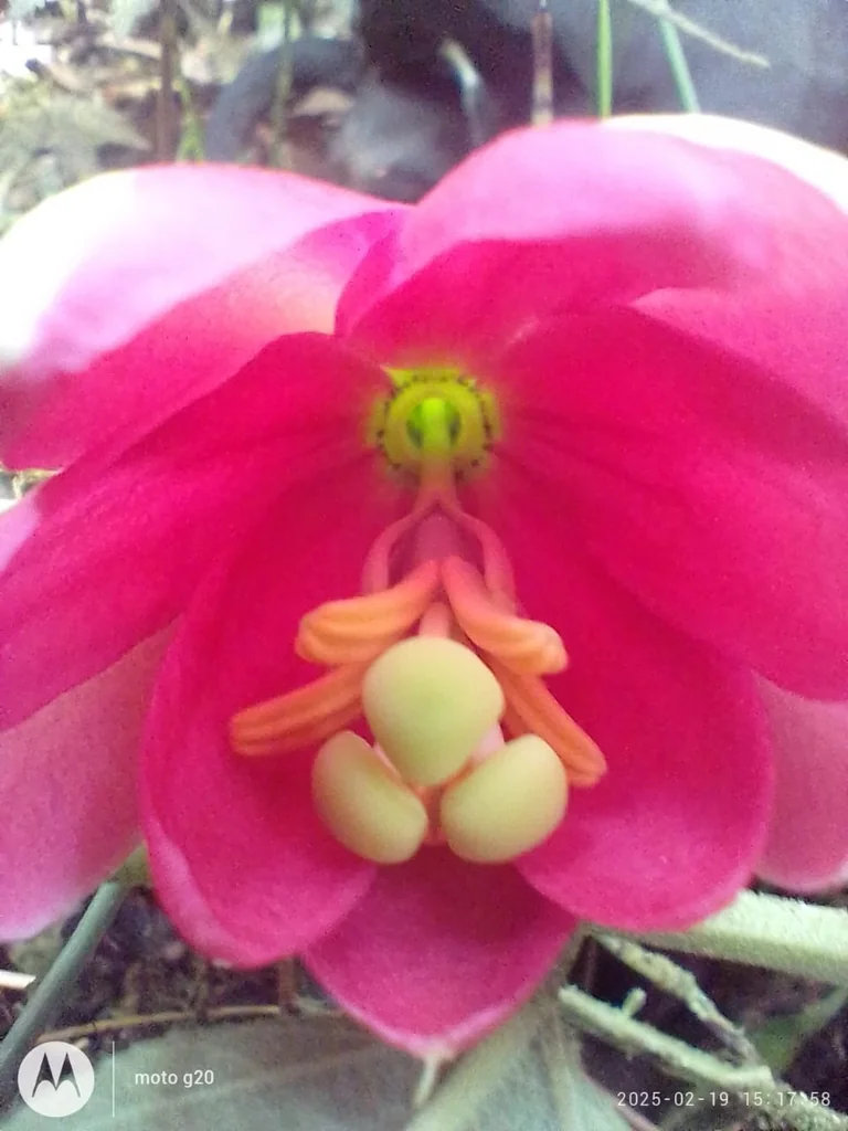 Passiflora Antioquiensis