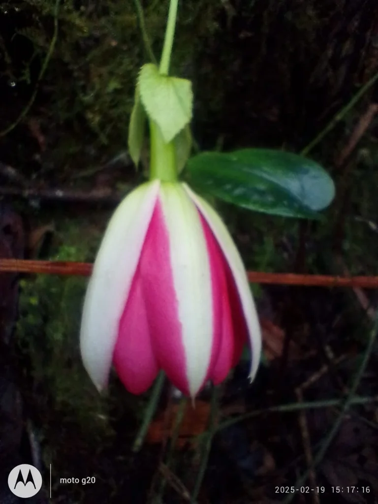 Passiflora Antioquiensis