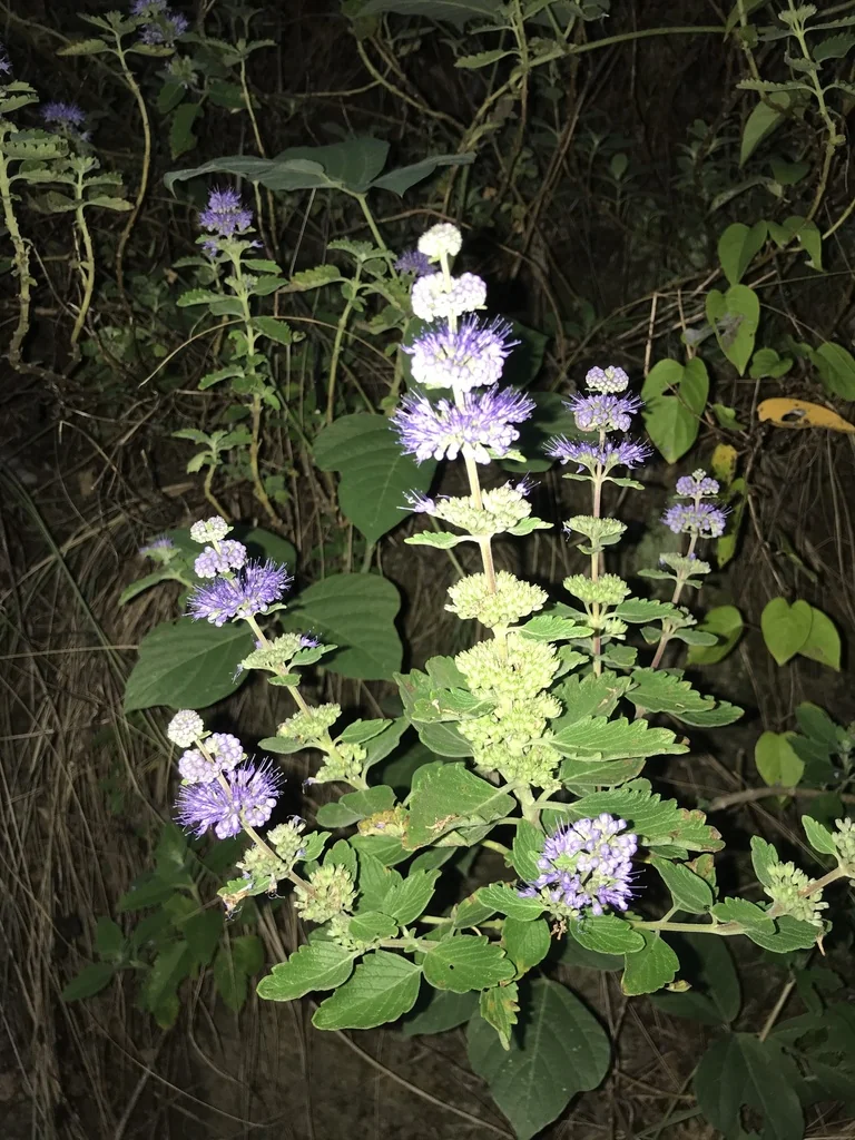 Caryopteris incana
