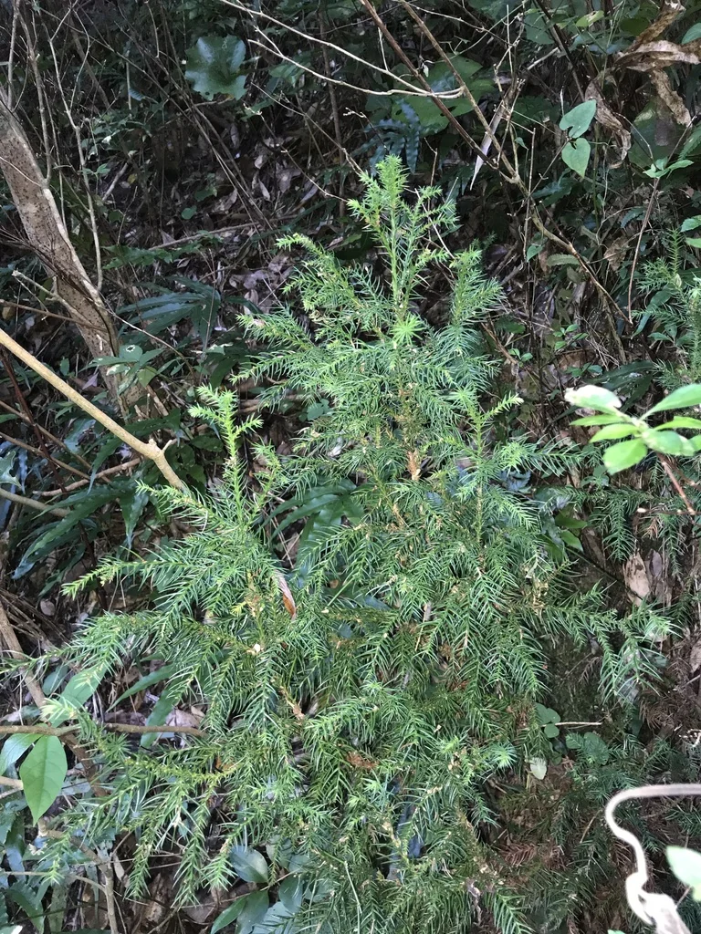Cryptomeria Japonica
