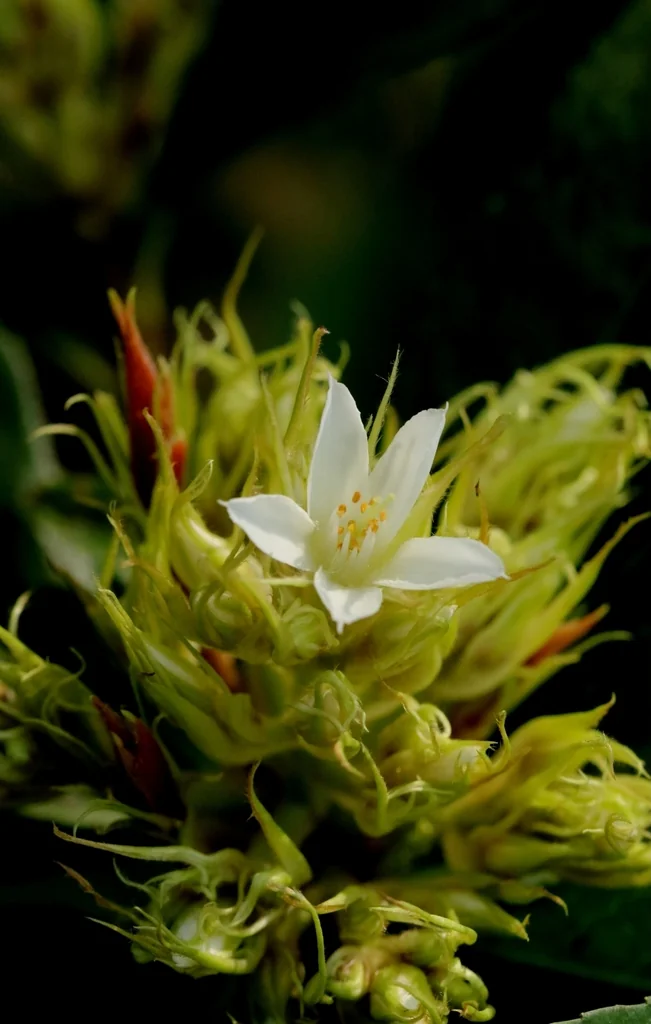 Rhaphiolepis Indica