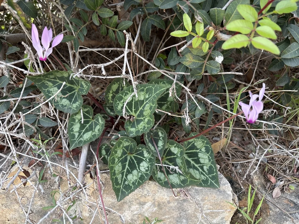 Cyclamen Persicum