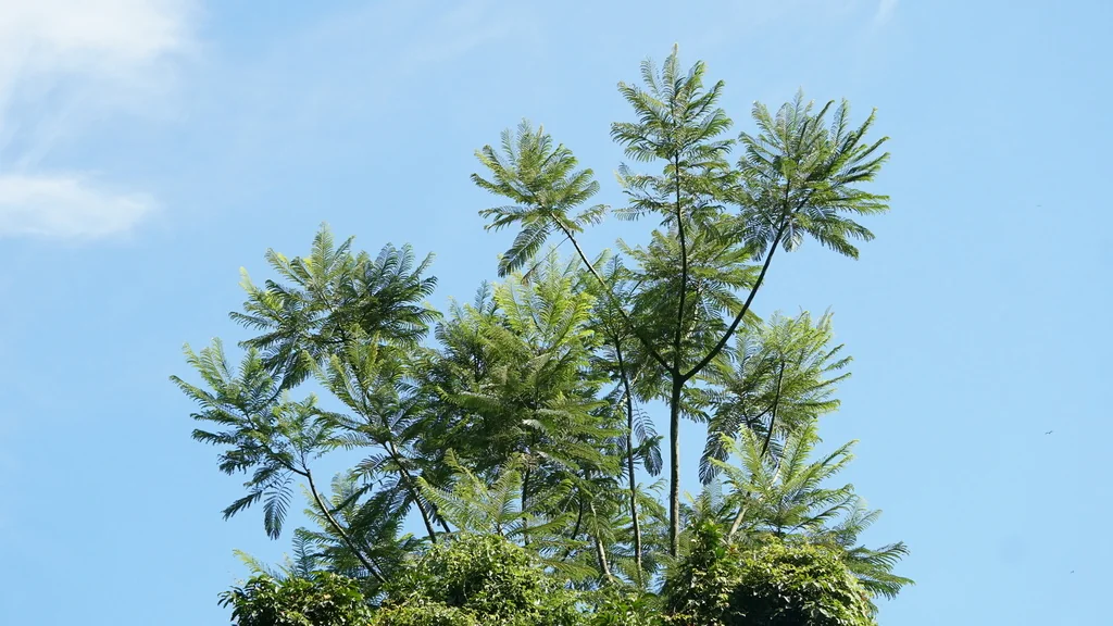 Schizolobium Parahyba
