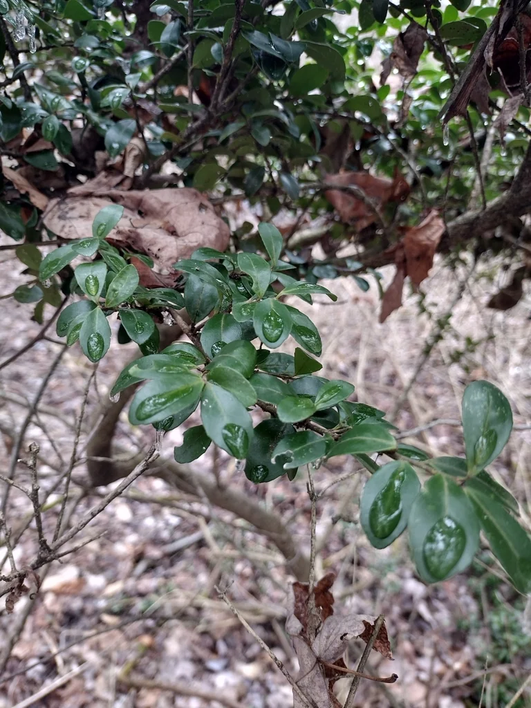 Ilex crenata