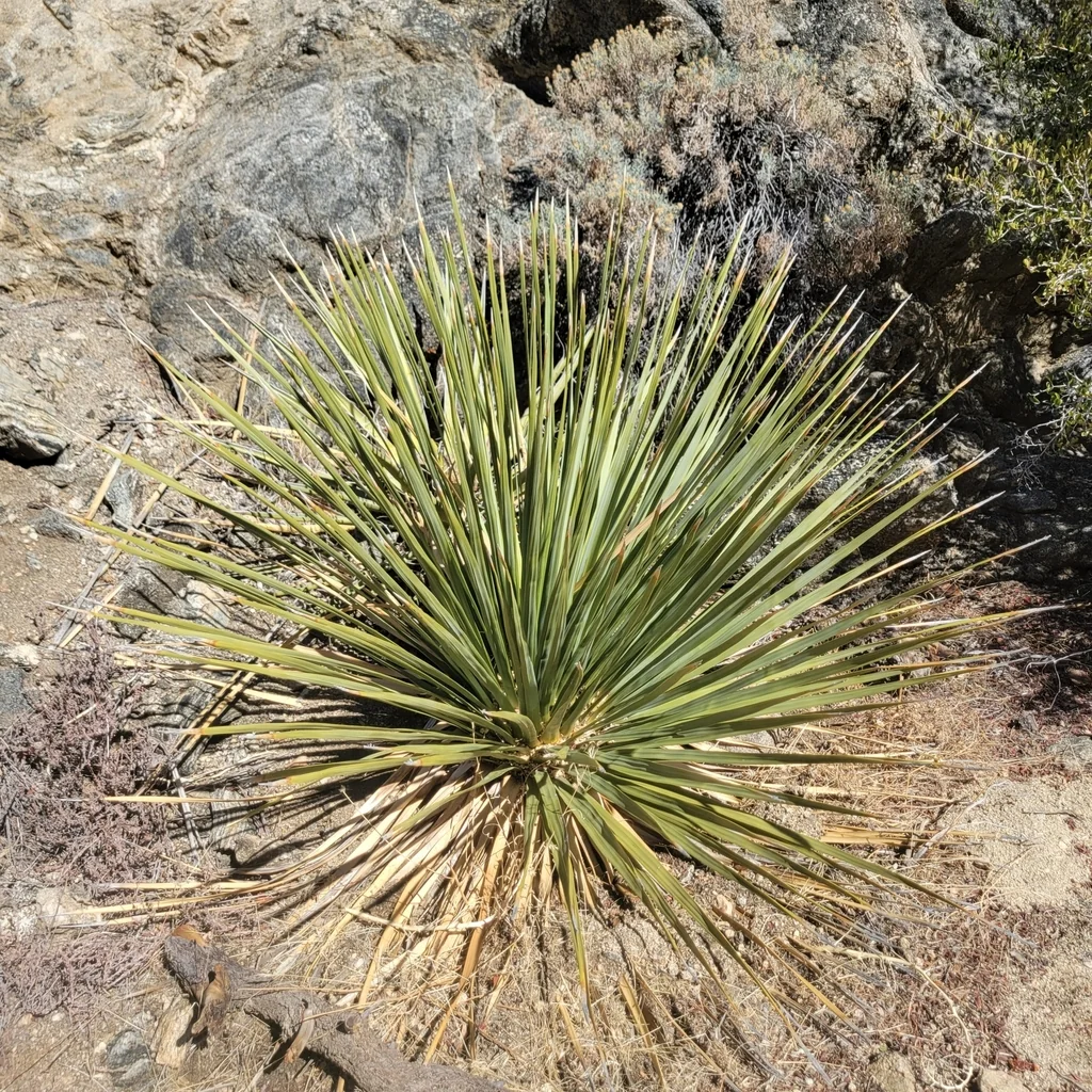 Nolina Parryi