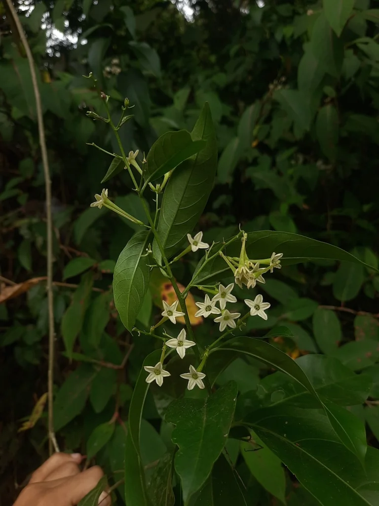 Cestrum Nocturnum