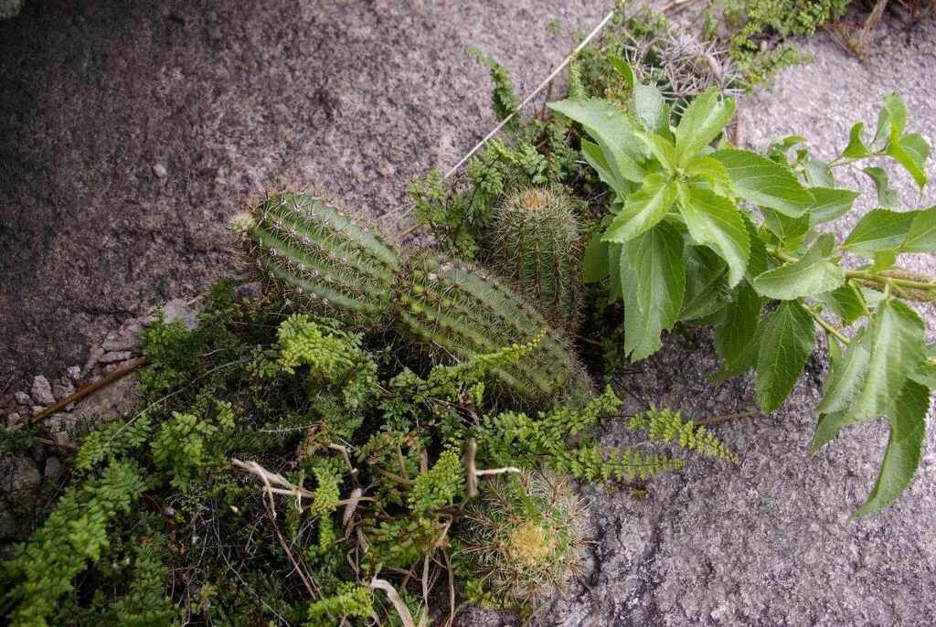 Echinopsis Candicans