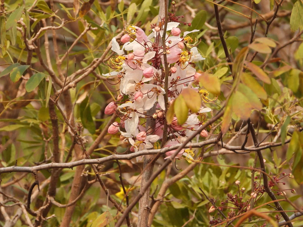 Cassia Bakeriana