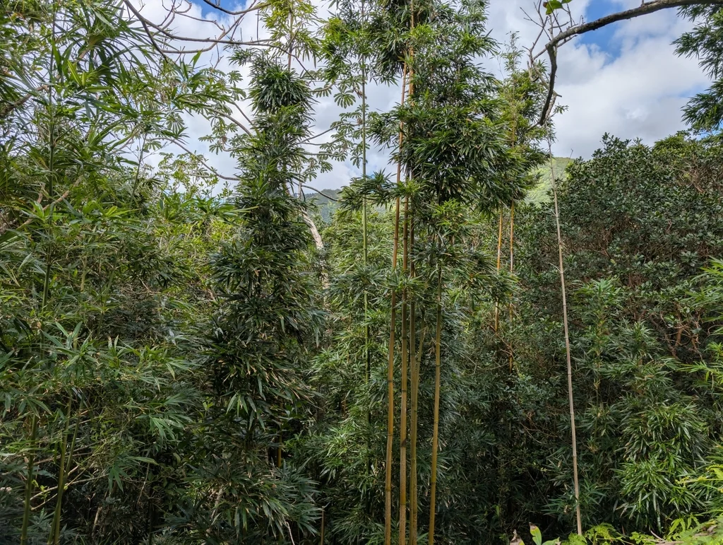 Phyllostachys Nigra