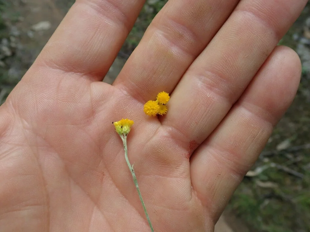 Chrysocephalum apiculatum