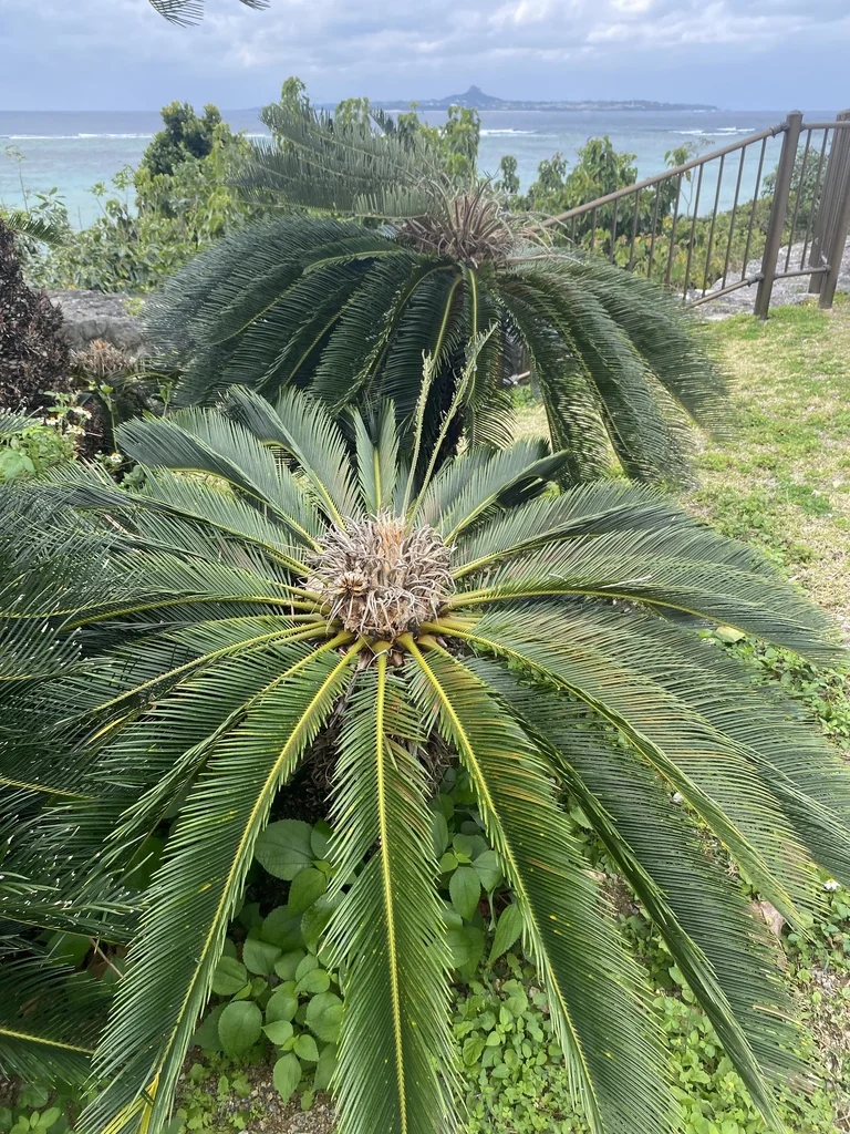 Cycas Revoluta