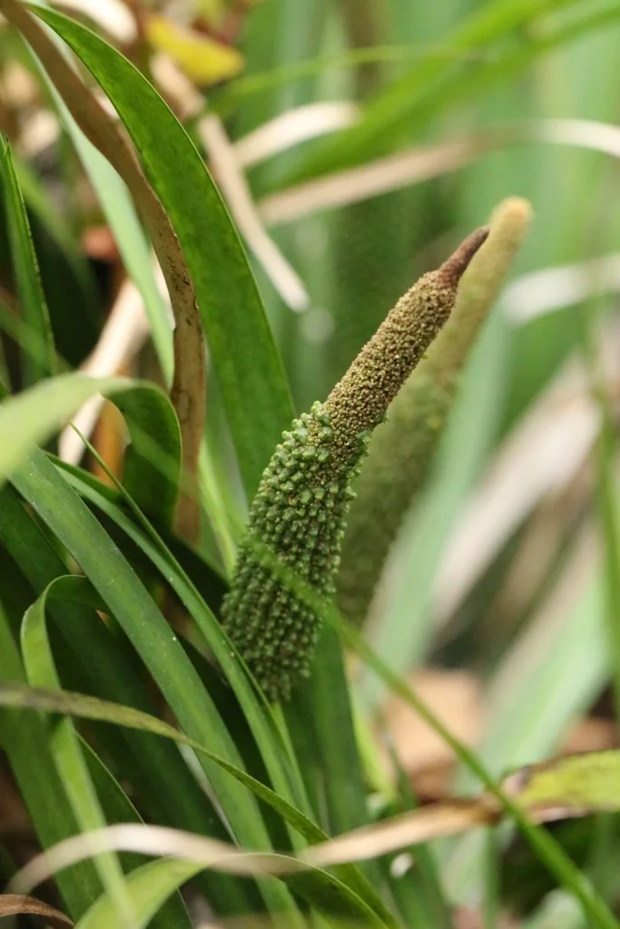 Acorus gramineus