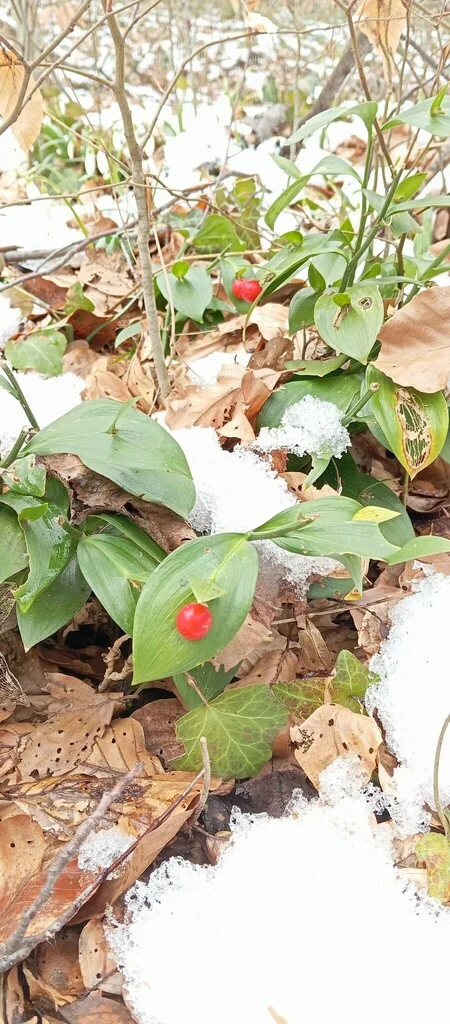 Ruscus Hypoglossum