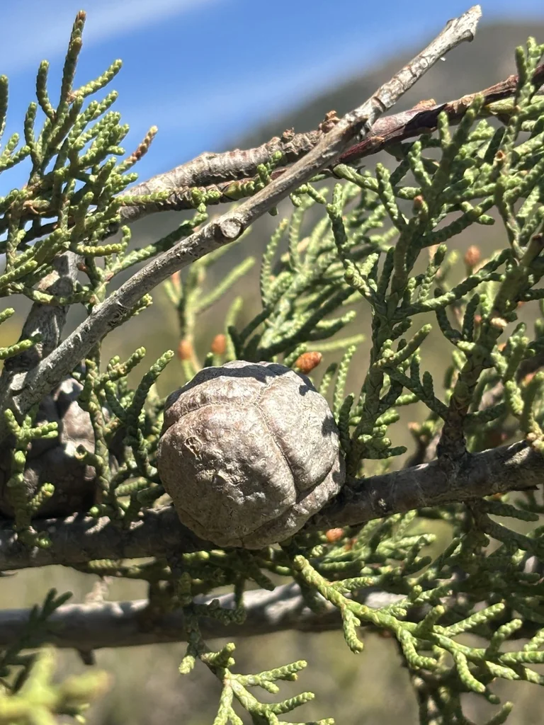 Hesperocyparis Forbesii