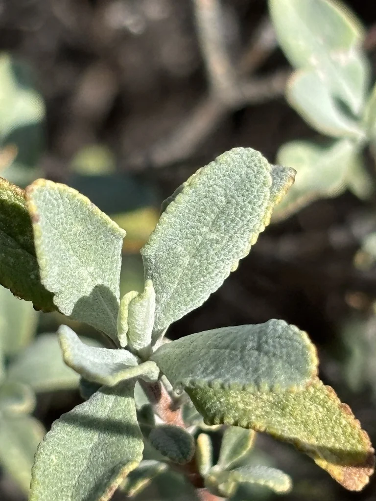 Salvia Clevelandii