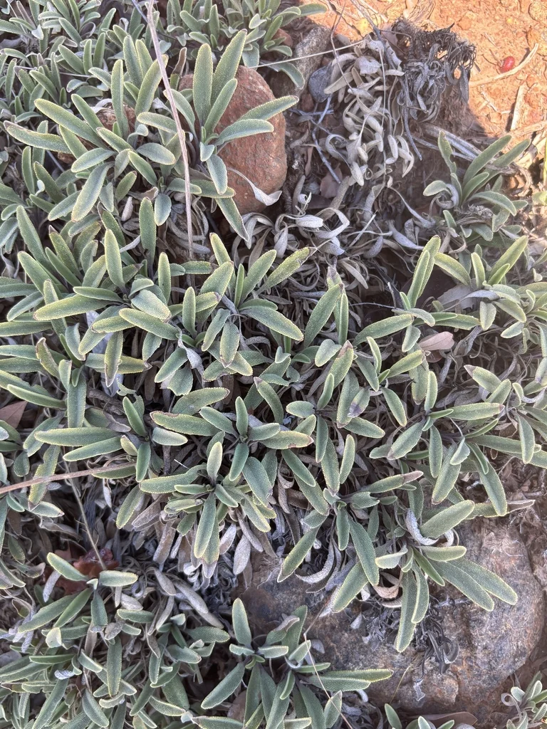 Salvia Sonomensis