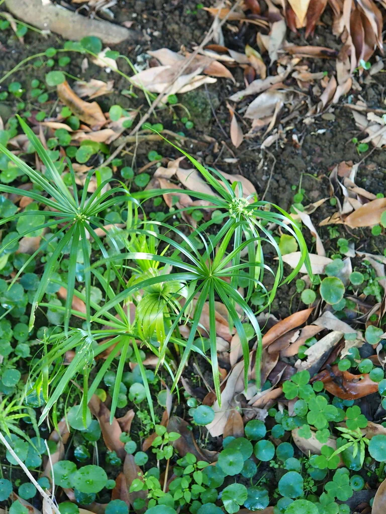 Cyperus involucratus