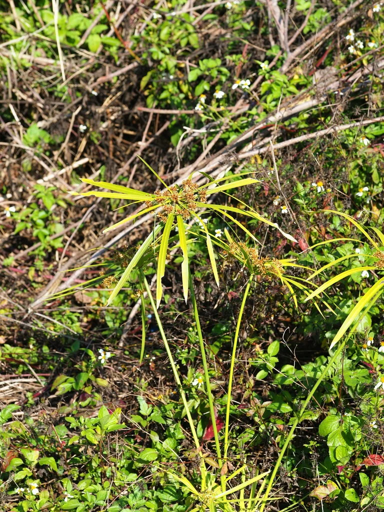 Cyperus involucratus