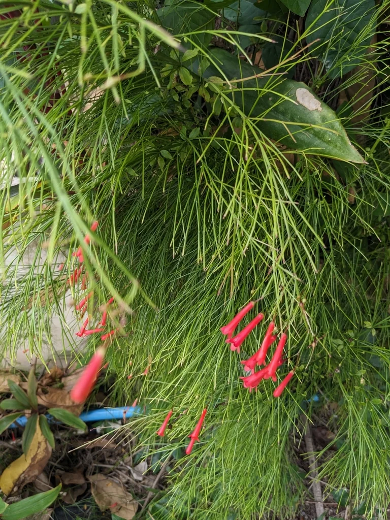 Russelia Equisetiformis