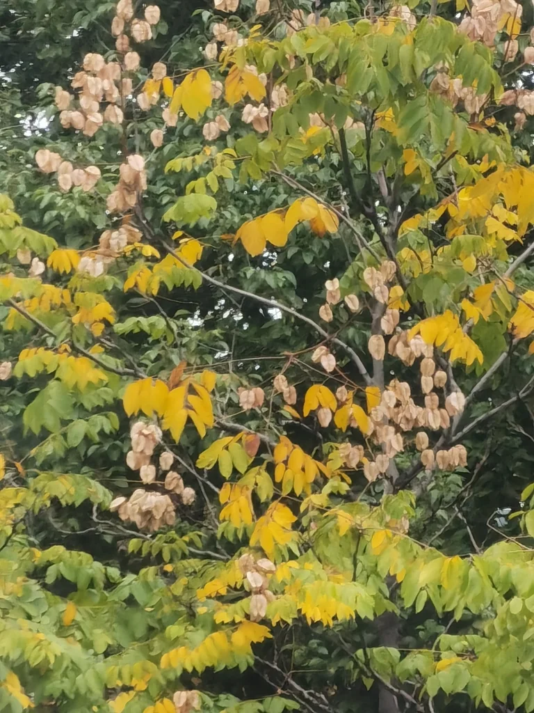 Koelreuteria Bipinnata