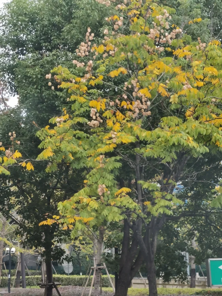 Koelreuteria Bipinnata