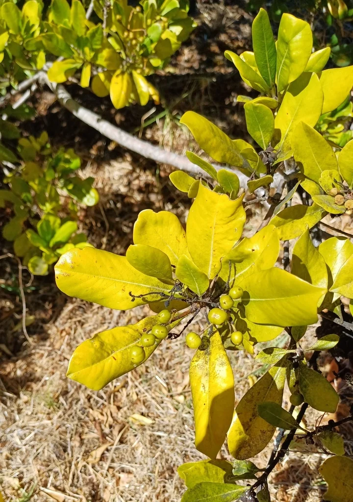 Pittosporum Viridiflorum