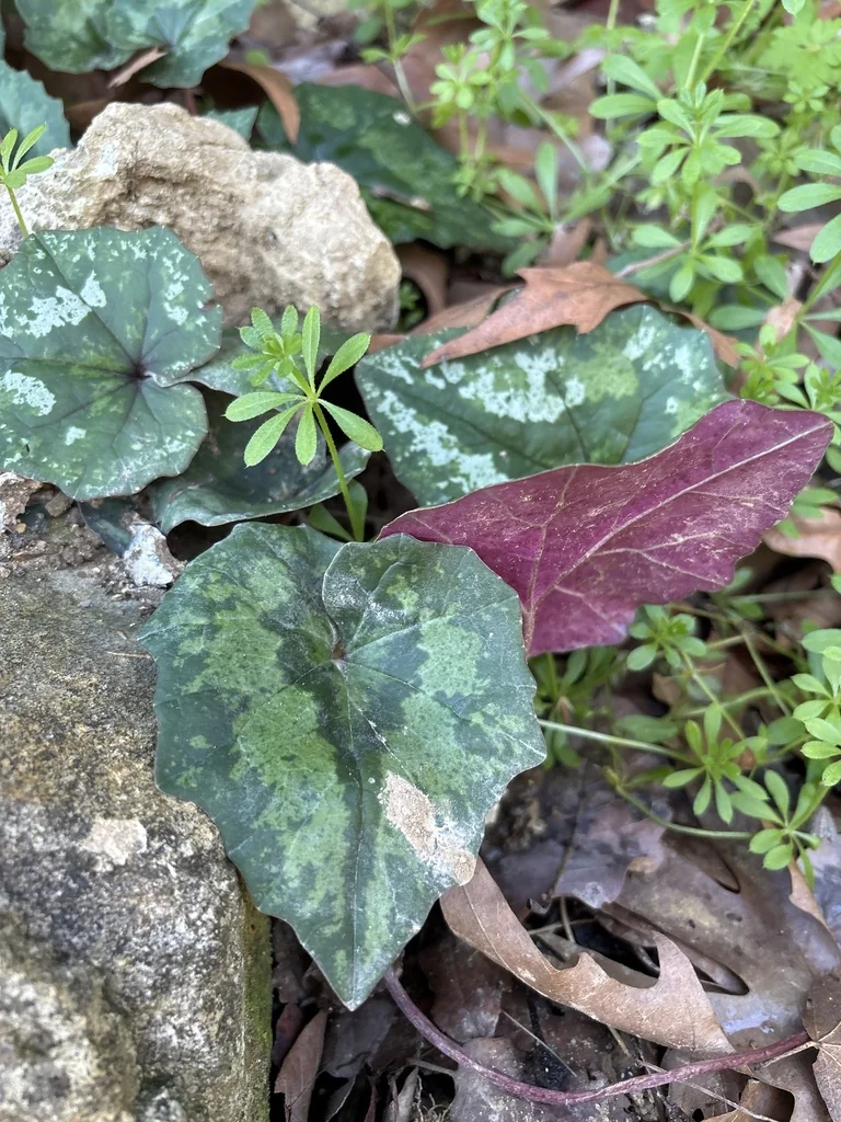 Cyclamen Persicum