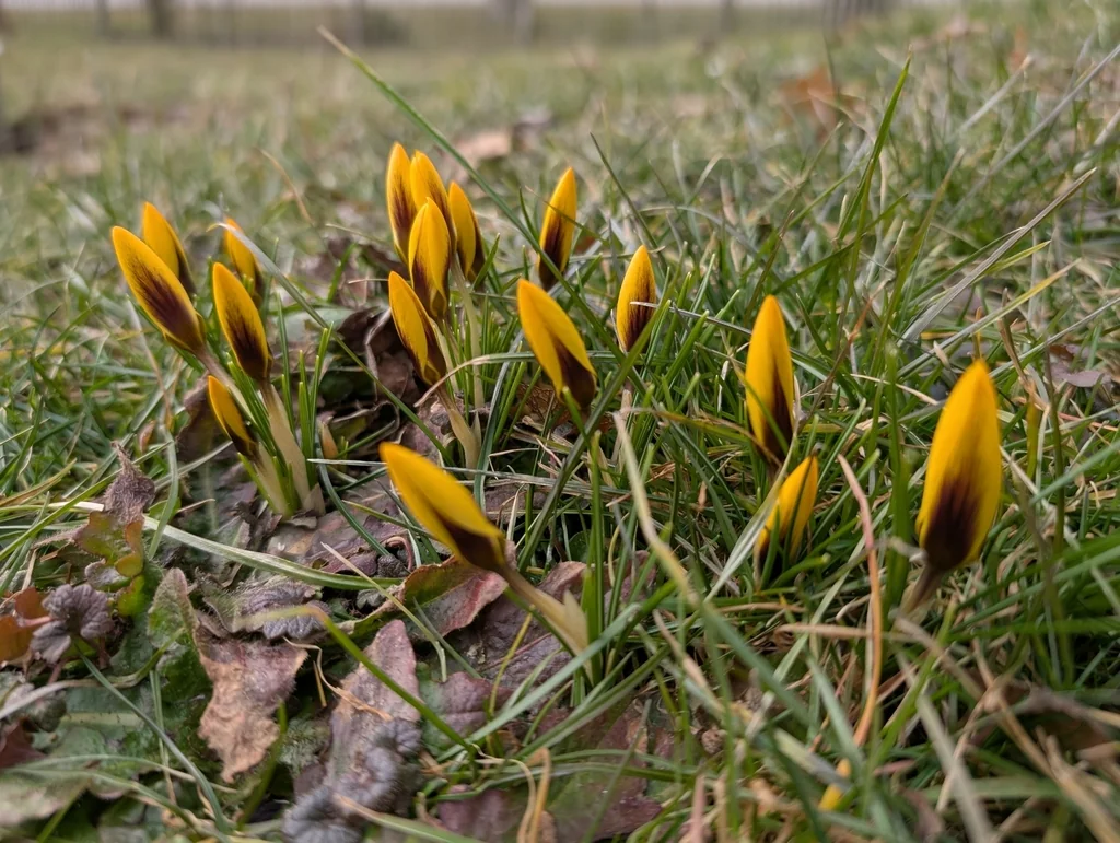 Crocus Chrysanthus