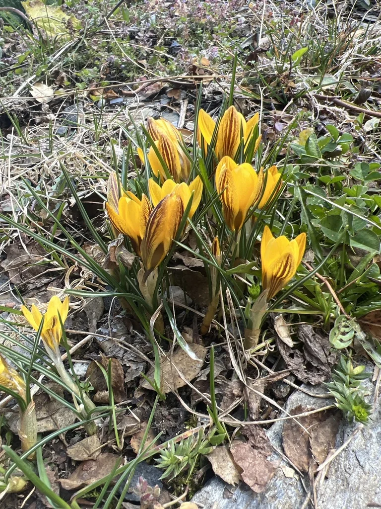 Crocus Chrysanthus