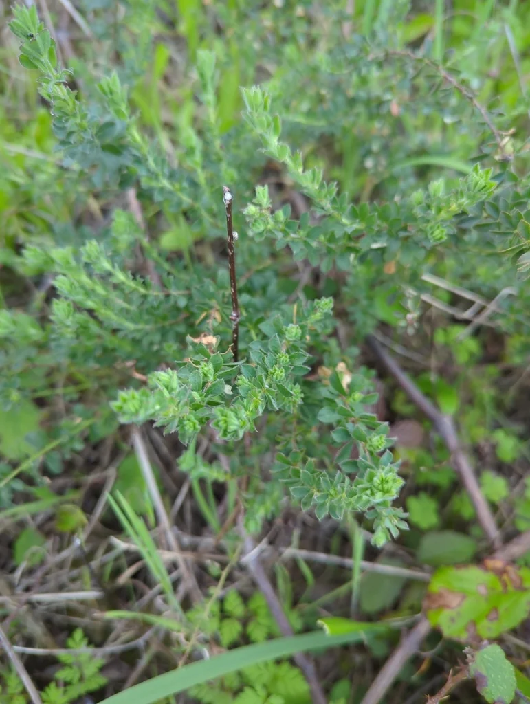 Dorycnium Hirsutum