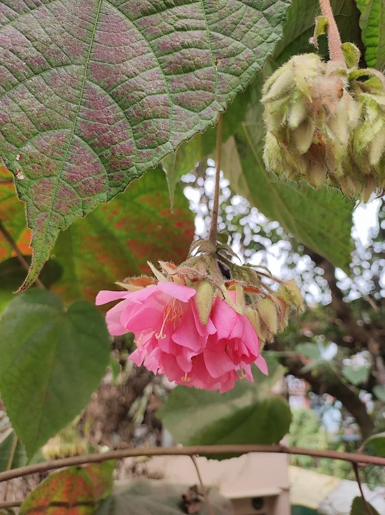 Dombeya Wallichii