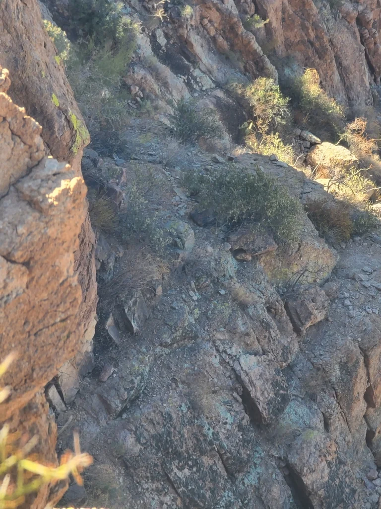 Vauquelinia Californica