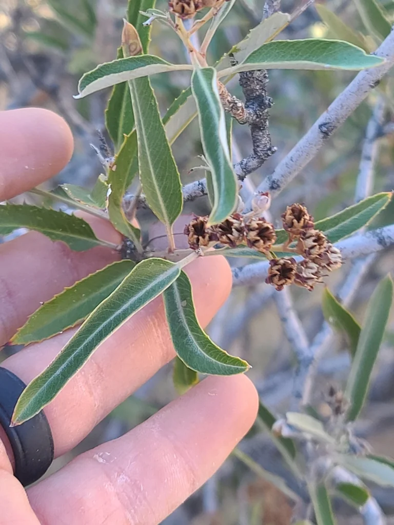 Vauquelinia Californica