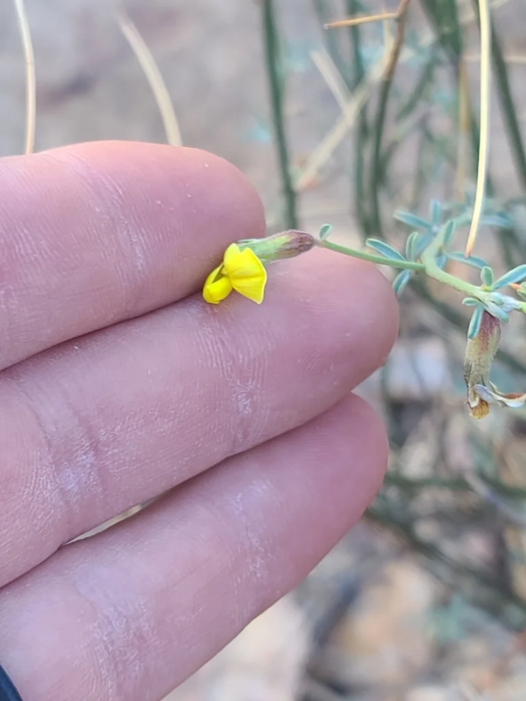 Lotus Rigidus