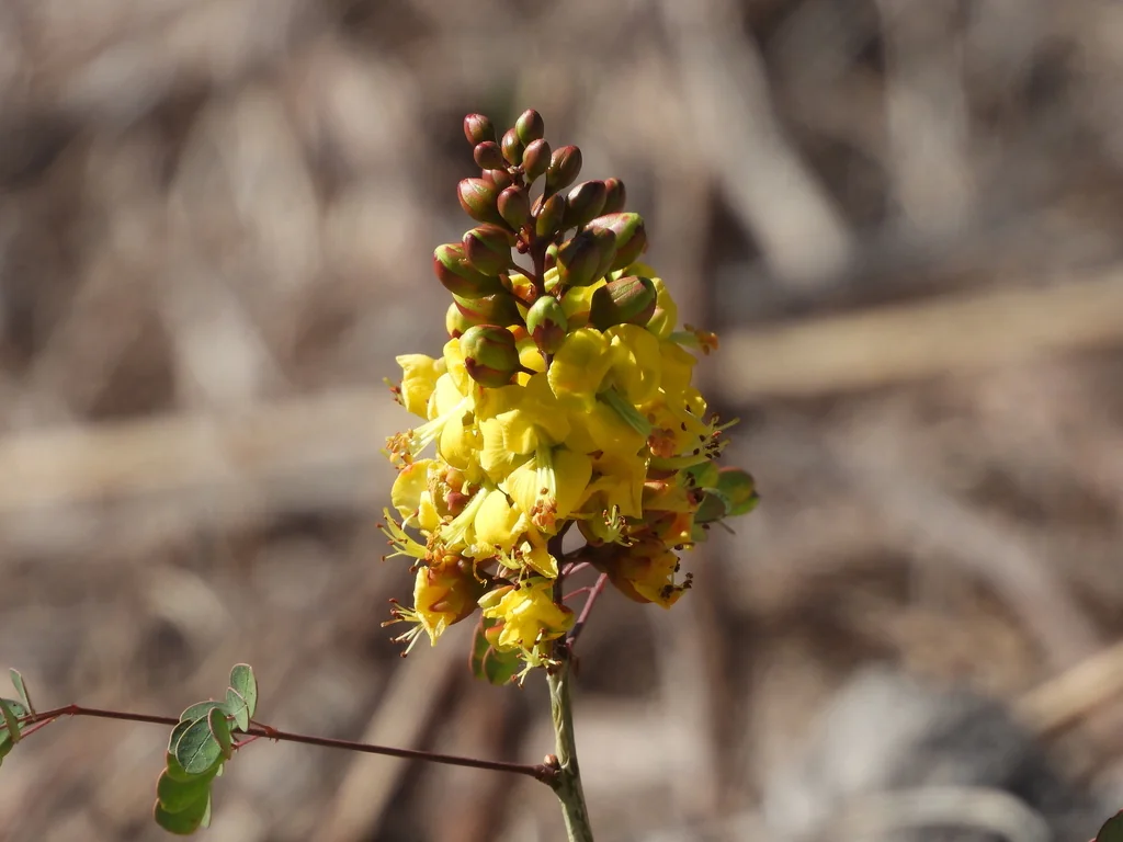 Caesalpinia Cacalaco
