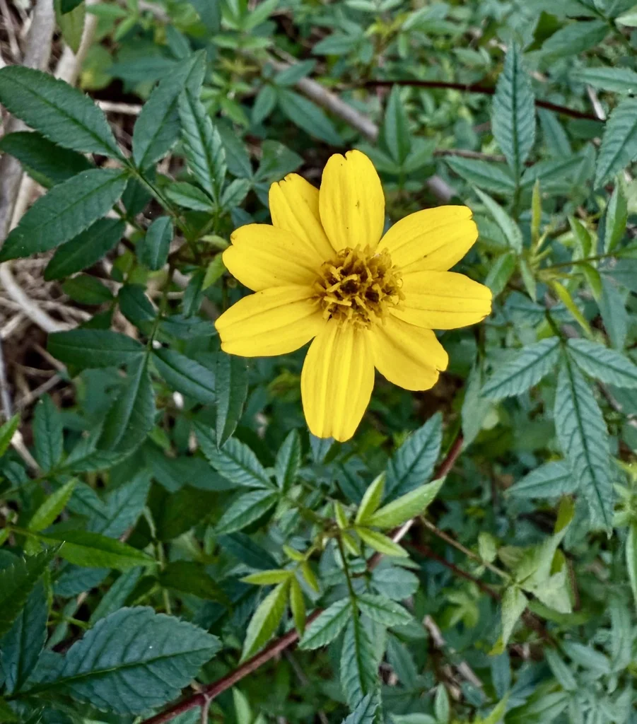 Tagetes Lemmonii